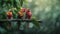 Trio of scarlet macaws on branch in rainforest