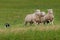 Trio of Sheep Led over Hill by Stock Dog