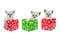 Trio of Siamese kittens in Christmas boxes, Isolated