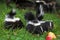 Trio of Striped Skunk Mephitis mephitis Kits with Apple Doe in Background Summer