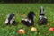 Trio of Striped Skunk Mephitis mephitis Kits Back Side and Front Summer
