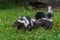 Trio of Striped Skunk Mephitis mephitis Kits in Grass Tails Lifted Summer