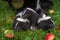 Trio of Striped Skunk Mephitis mephitis Kits in Pile Summer