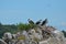 Trio of Three Ospreys Perched on a Nest