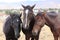 Trio of three wild American mustang horses head to head