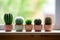 trio of tiny cacti in a row on a wooden windowsill