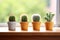 trio of tiny cacti in a row on a wooden windowsill