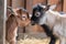 a trio of tiny goats playfully head-butting each other