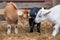 a trio of tiny goats playfully head-butting each other