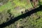 Trio of tourists cast shadows from suspension bridge onto green foliage below after winter storm