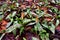 A trio of trout lily flowers with spotted leaves emerging in a spring forest.