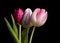 Trio tulip On Black Background