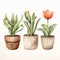 Trio Tulip Watercolor Pot With Rustic Southwest Vibe