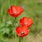 Trio of tulips