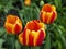Trio of tulips