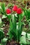Trio tulips in drops after rain in springtime