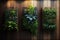 a trio of vertical gardens with different plants on a natural wood wall