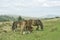 A trio of Welsh Mountain Ponies grazing in the Brecon Beacons National Park