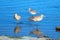 Trio of Whimbrel shorebirds reflecting in Ventura estuary preserve in California USA