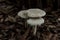 Trio white mushroom fungi toadstools in garden bed of brown leaves