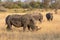 Trio of white rhinoceros, Cerototherium simium, in African landscape in late afternoon sun