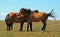 A Trio of Wild Horses in Montana