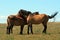 A Trio of Wild Horses in Montana