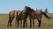A Trio of Wild Horses in Montana