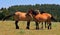 A Trio of Wild Horses in Montana