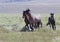 Trio of wild horses in Utah