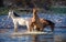 Trio of wild mares playing in the salt river