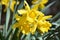Trio of Yellow Daffodils Blooming and Flowering