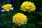Trio of yellow rosa hemisphaerica roses in full bloom