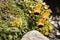 Trio of yellow white and black flowers on moss