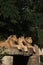 Trio of young African lions resting on a large boulder.