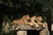 Trio of young African lions resting on a large sunlit boulder.