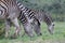 Trio of Zebra feeding