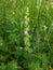 Triodanis perfoliata or clasping Venus` looking glass flower