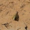 Triops cancriformis or tadpole shrimp in a pond