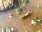 Triops living in shallow water on the field in Morocco