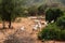 A trip of goats grazing in the wild in rural Kenya