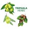 Triphala Herbs organic ayurvedic herbs for medicine