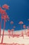 Tripical beach with palm trees. Holiday and vacation concept. California landscape. Surreal coral and blue toning