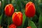 Triple of Closeup orange tulips in the garden