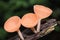 Triple fungi