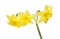 Triple headed Daffodil