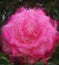 Triple image, brilliant and elegant petal montage of crimson roses