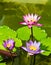 triple lotus in the pond