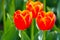 Triple of orange tulips under the sun