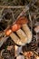 Triple porcini mushroom grows in pine tree forest at autumn season